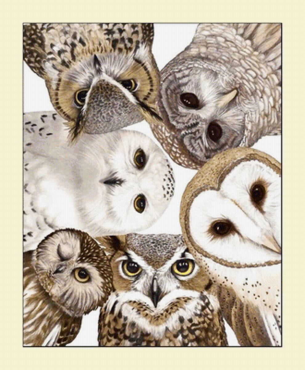 №2056470 - птицы, животные, совы - предпросмотр