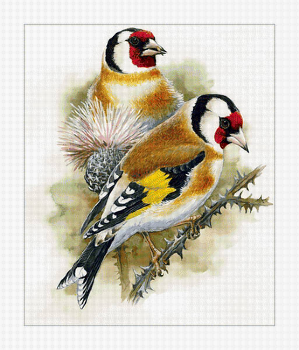 Птицы. - живопись, акварель, птицы, чертополох - предпросмотр