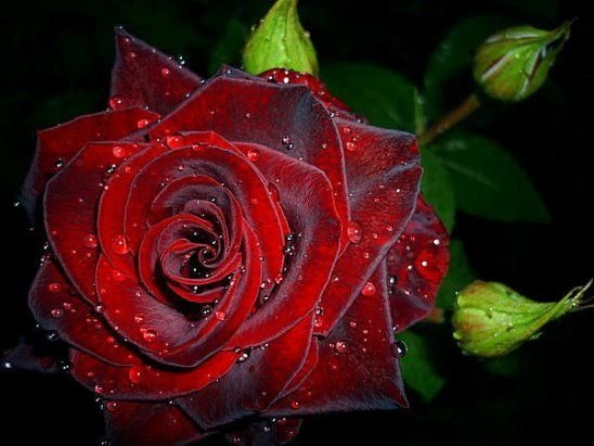 цветы - оригинал