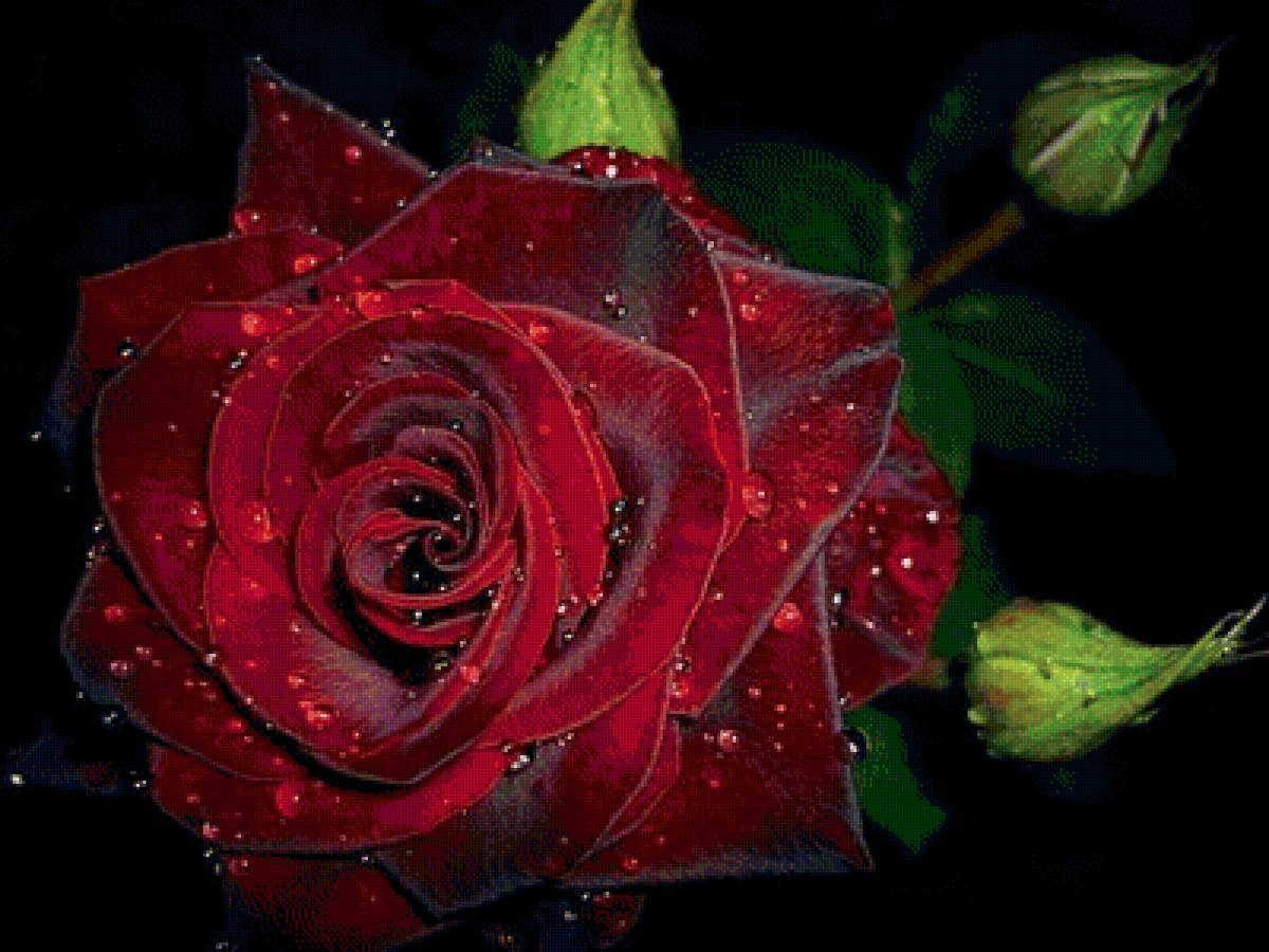 цветы - предпросмотр