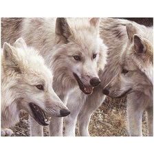 Схема вышивки «дикие»