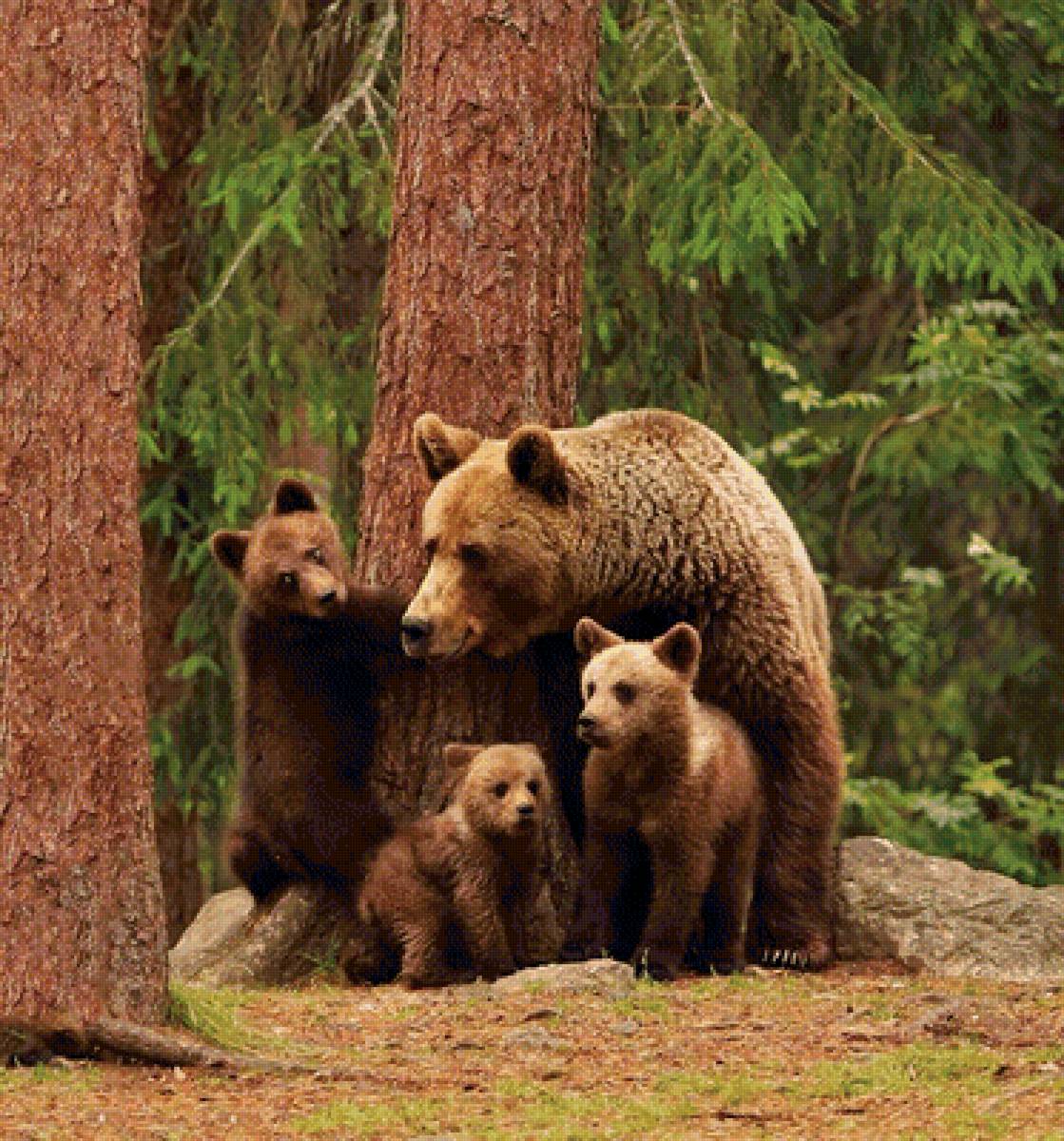 Жизнь про медведя. Бурый медведь с медвежатами. Бурый медведь с медвежатами в лесу. Бурый медведь Медведица с медвежонком. Бурый медведь Пестун.