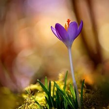 Схема вышивки «Одинокий крокус»