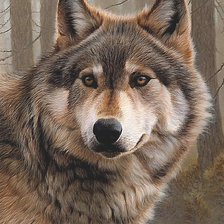 Схема вышивки «волк»