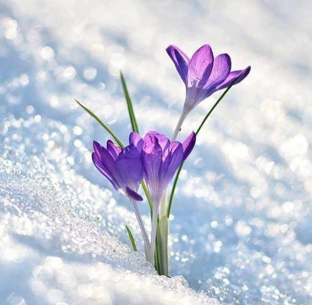 Крокусы в снегу - цветы - оригинал
