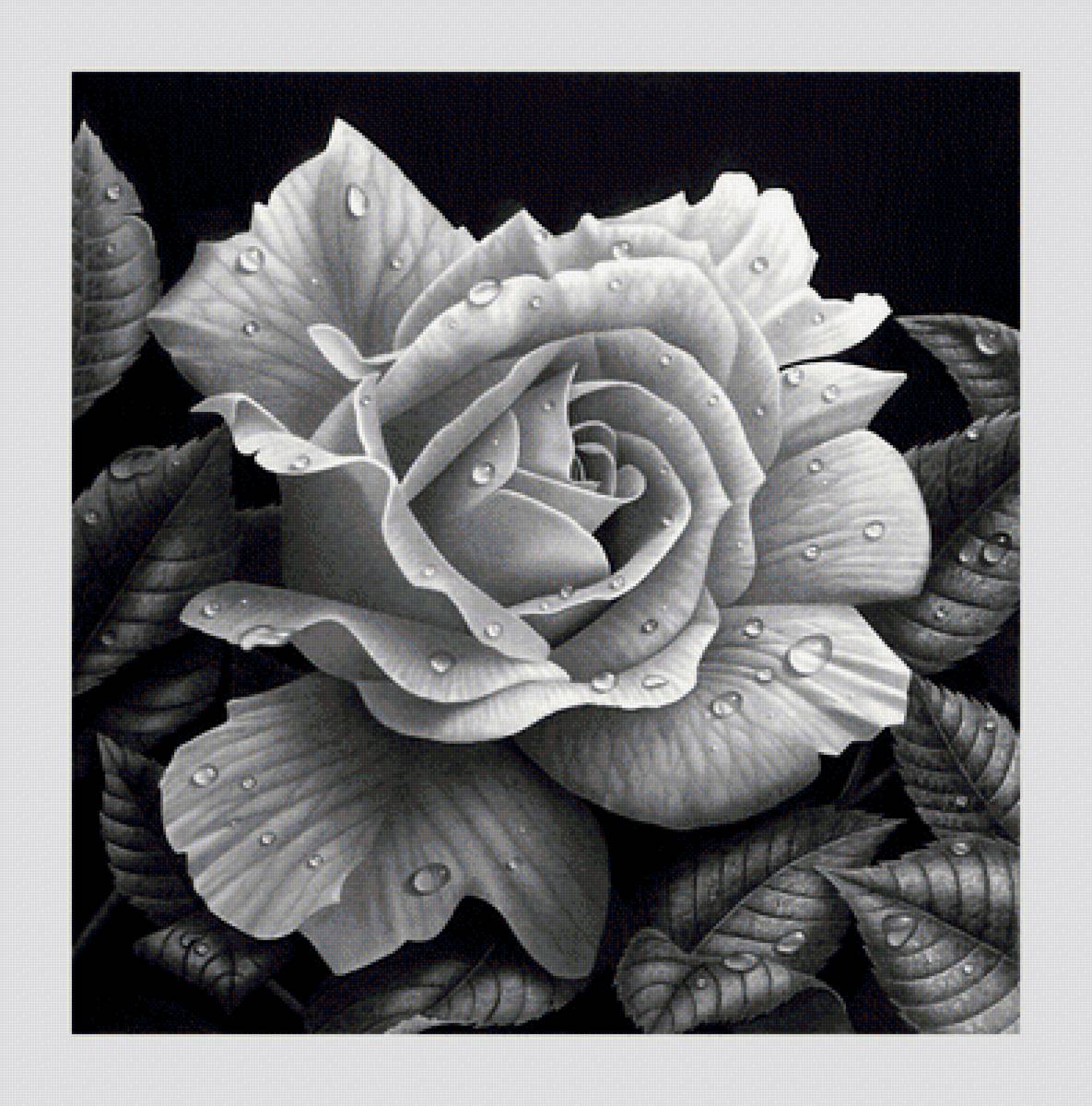 №2057709 - цветы, розы - предпросмотр