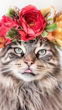 Кошка с веночком - домашние любимцы, цветы, веночек, кошка, животные - оригинал