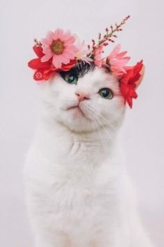 Кошка с веночком - цветы, веночек, кошка, животные, домашние любимцы - оригинал
