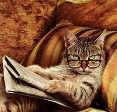 Кот читает газету - котенок, газета, читает, домашние любимцы - оригинал