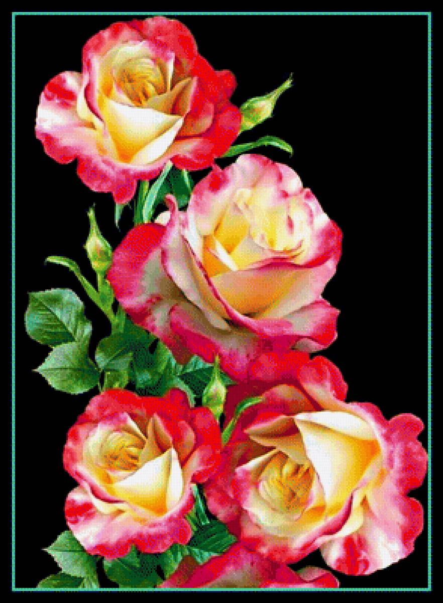 Розы - роза, цветы - предпросмотр