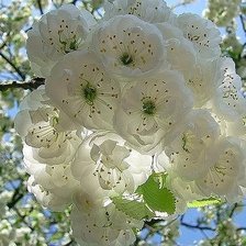 Схема вышивки «№2058422»