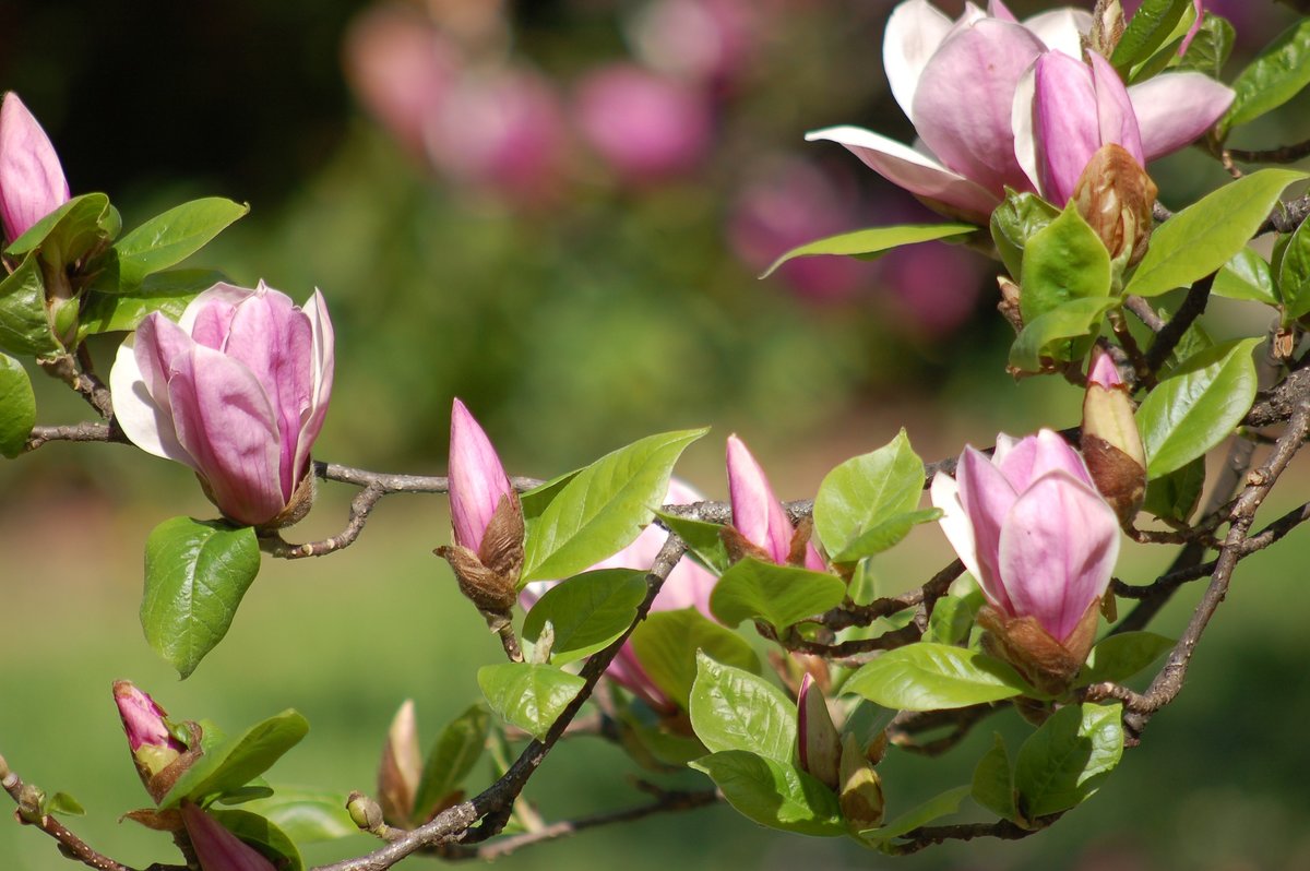 Rosa magnolia