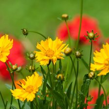 Схема вышивки «Цветы желтые.»