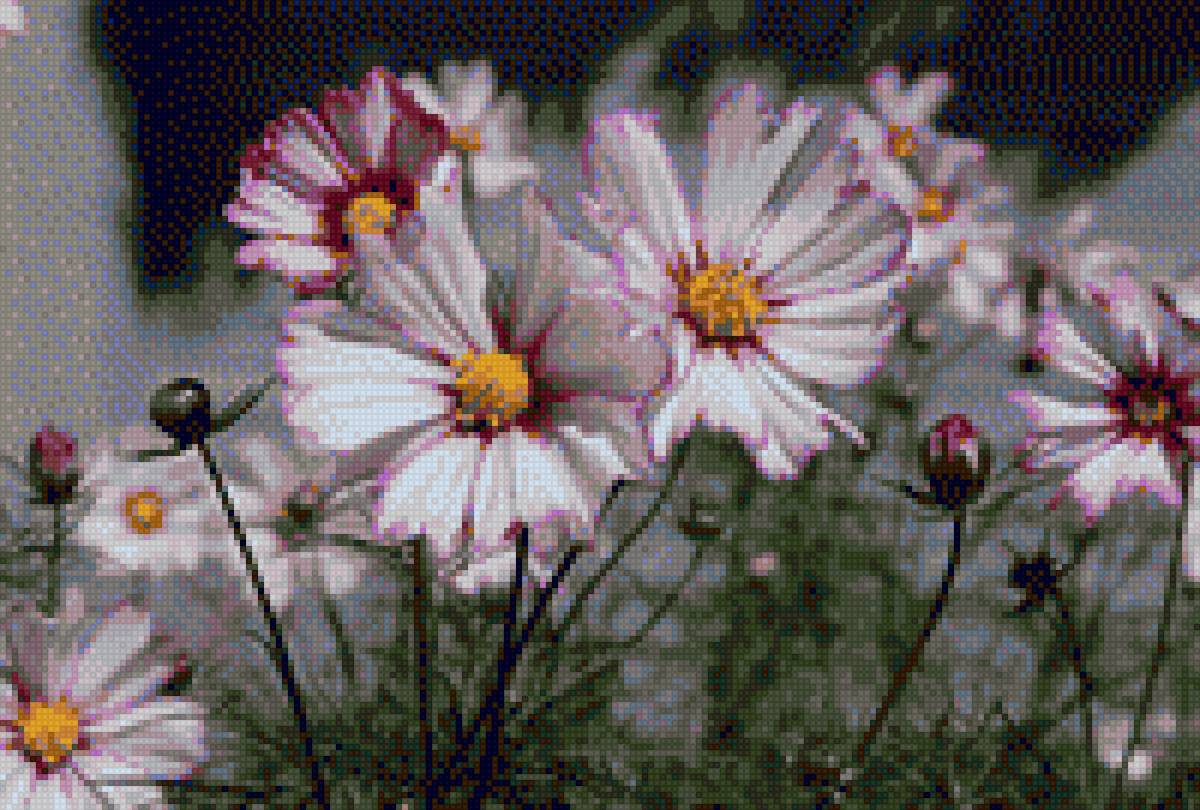 Космея розовая. - цветы. - предпросмотр