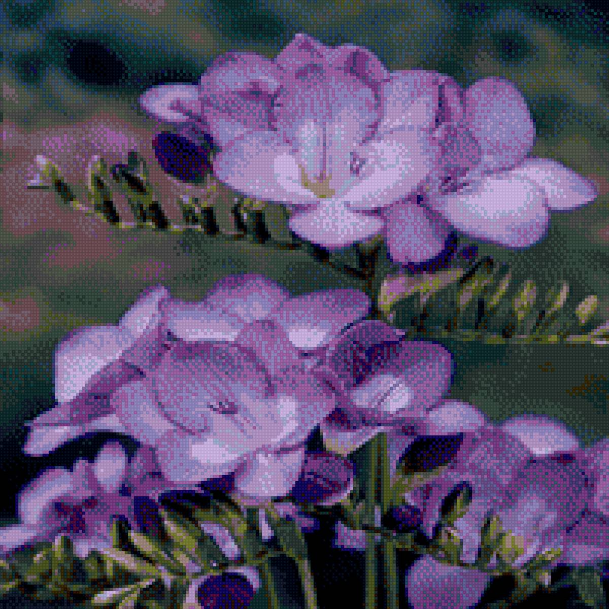 Левкои сиреневый - цветы. - предпросмотр