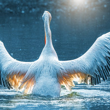 Схема вышивки «Красивая птица.»