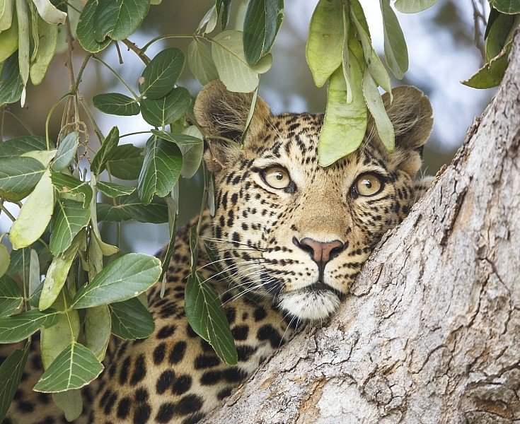 Лео - мир животных - оригинал