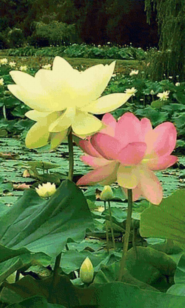 природа - цветы, лилия, вода - предпросмотр