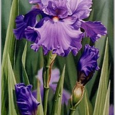 Схема вышивки «ирисы»