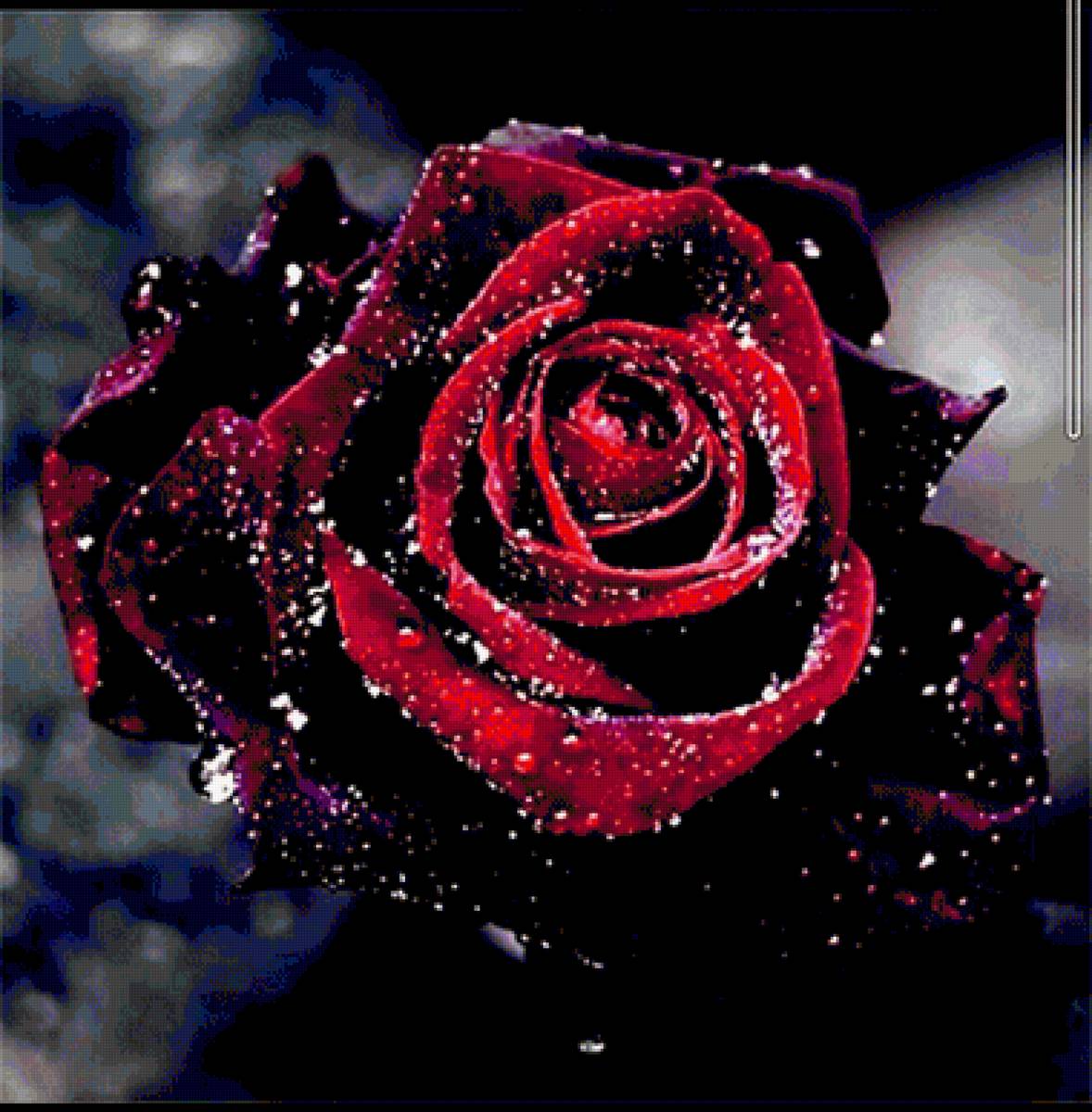 Ночная Роза - ночь, роза, цветы - предпросмотр