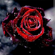 Схема вышивки «Ночная Роза»