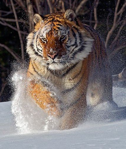 дикие - оригинал