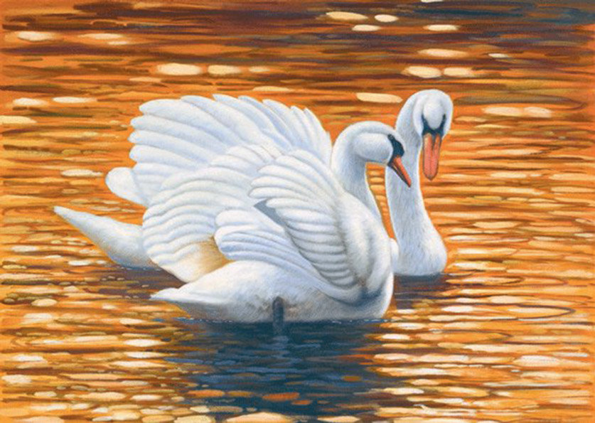 Лебединая пара - лебеди, птицы, вода - оригинал
