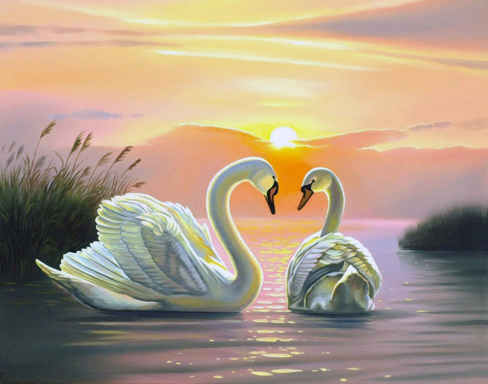 Лебединый разговор - лебеди, птицы, река, природа, вечер - оригинал