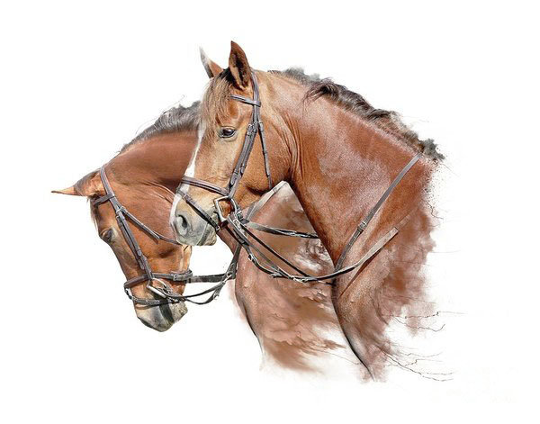 Пара гнедых - животные, лошади - оригинал