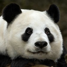 Схема вышивки «Панда»