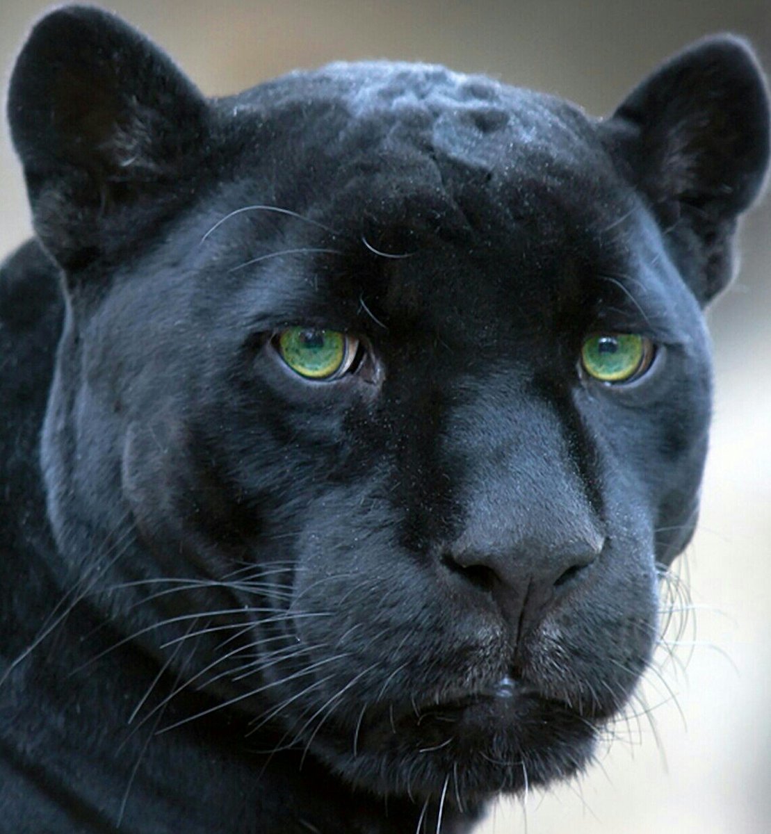 черная пантера - пантера - оригинал