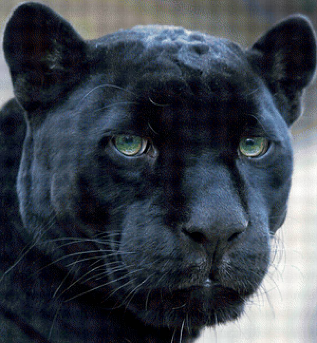 черная пантера - пантера - предпросмотр