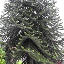 Схема вышивки «дерево»