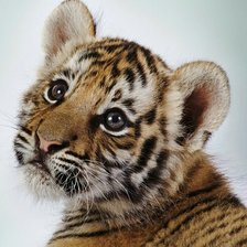 Схема вышивки «Тигрёнок»