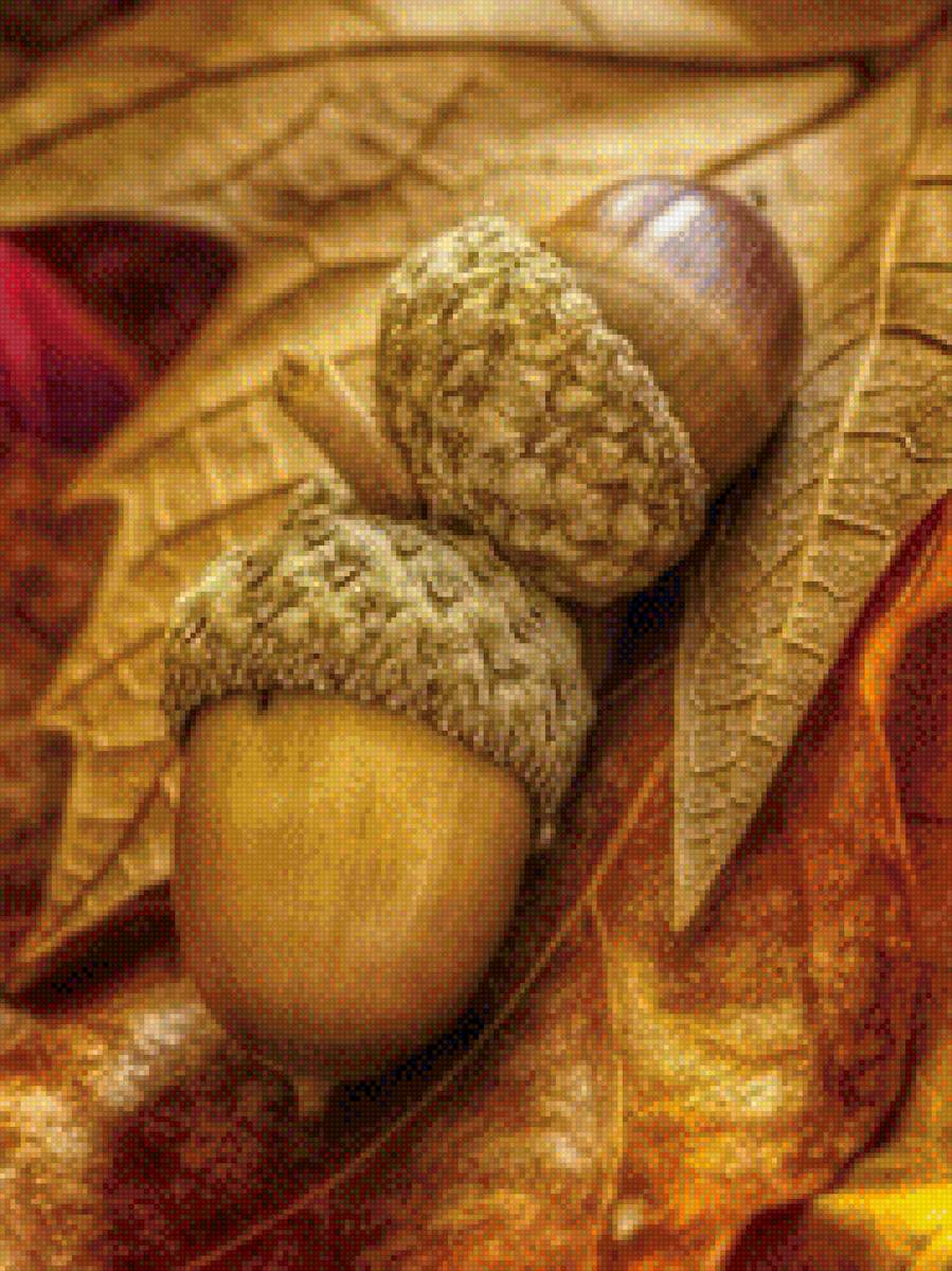 желуди - предпросмотр