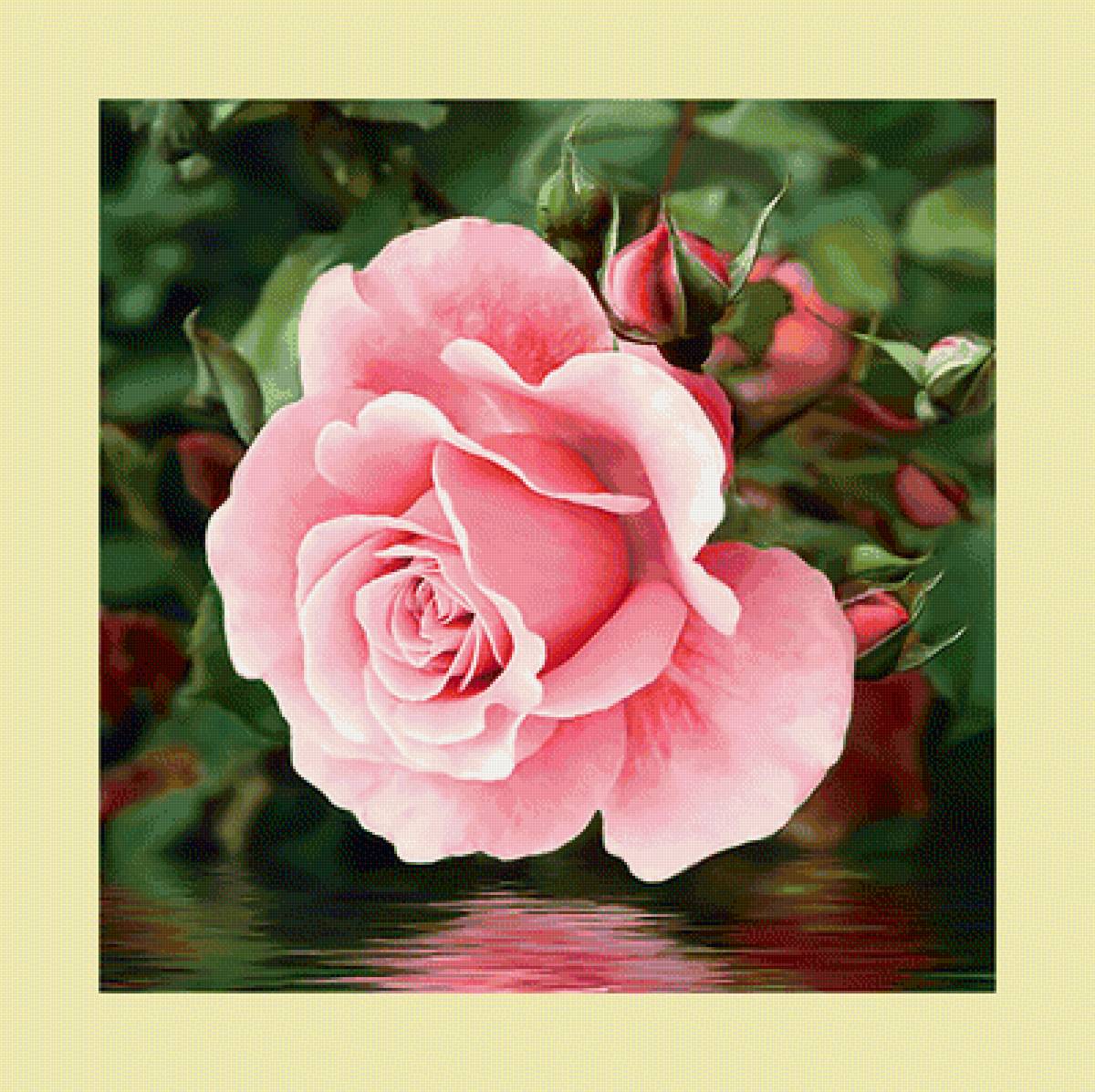 Роза над водой. - вода, цветок, роза - предпросмотр