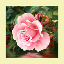 Роза над водой.