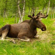 Схема вышивки «животное»