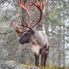 Схема вышивки «олень»
