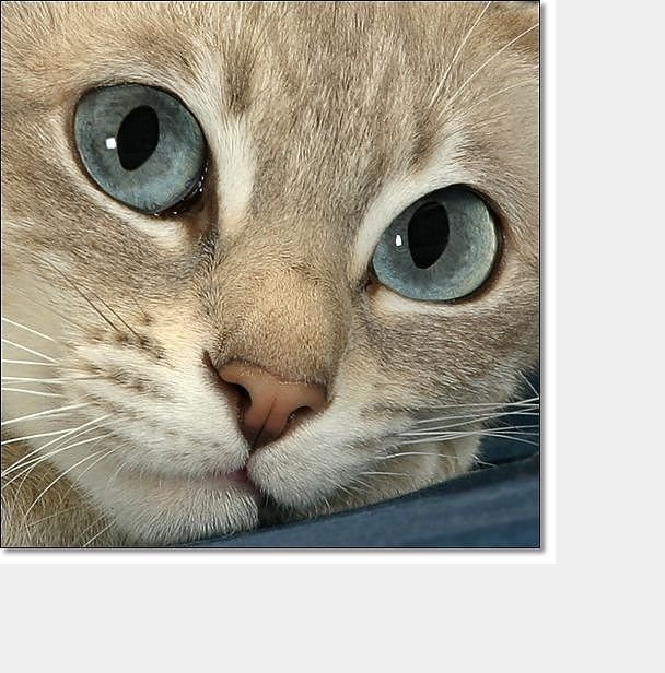 №2062976 - животные, коты - оригинал