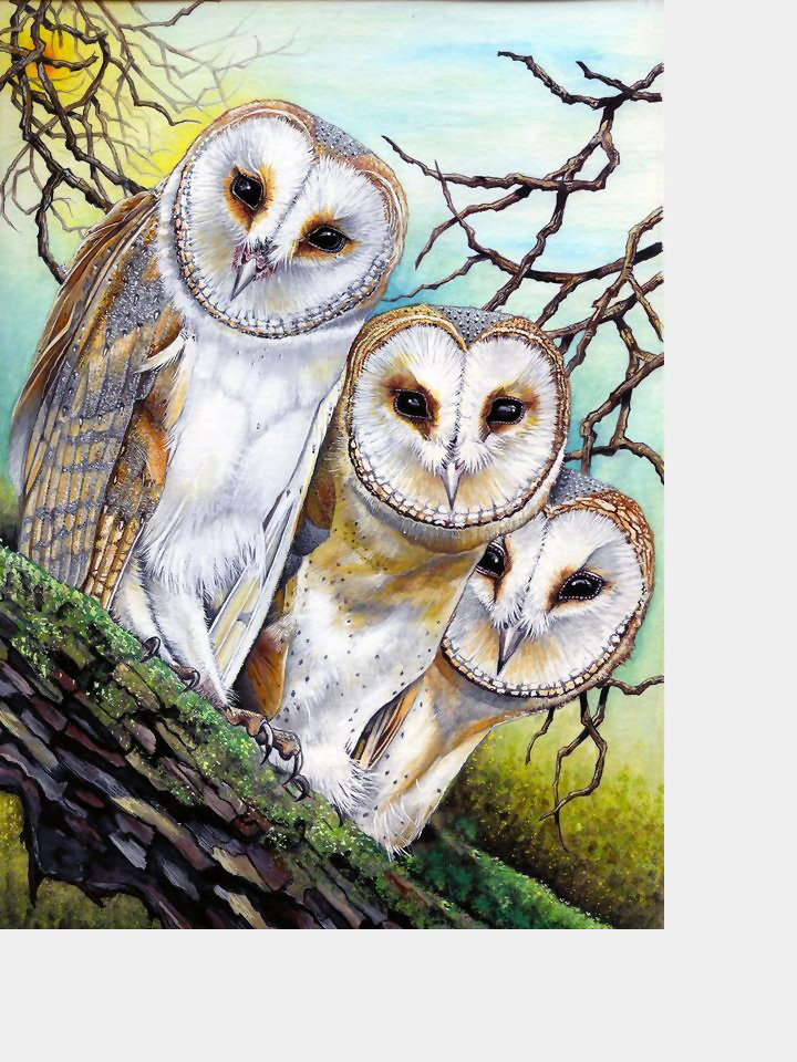 №2062996 - совы, животные, птицы - оригинал