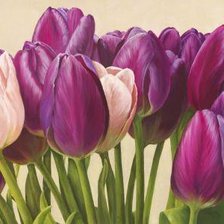 Тюльпаны