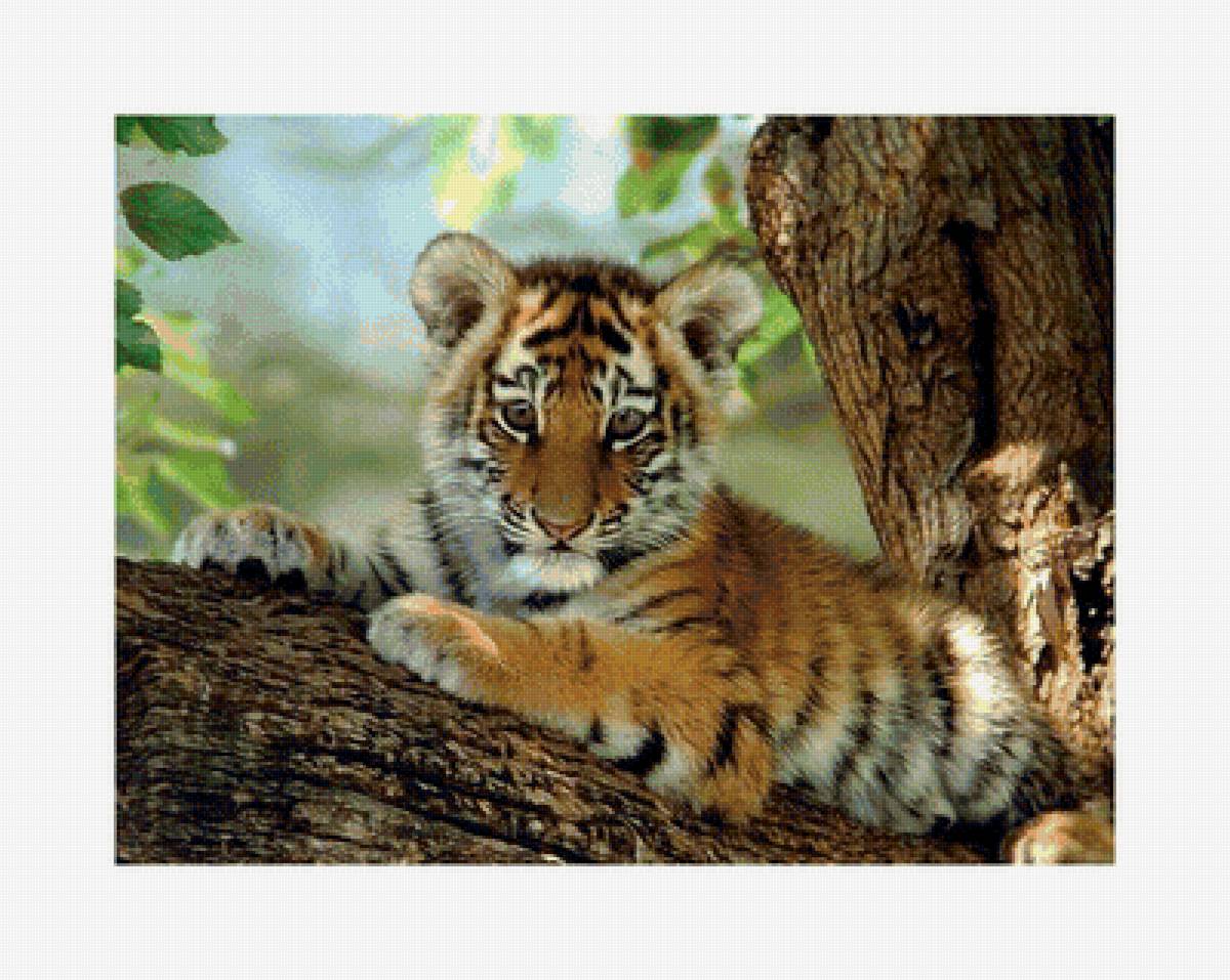 дикие - предпросмотр