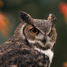 Схема вышивки «сова 2»