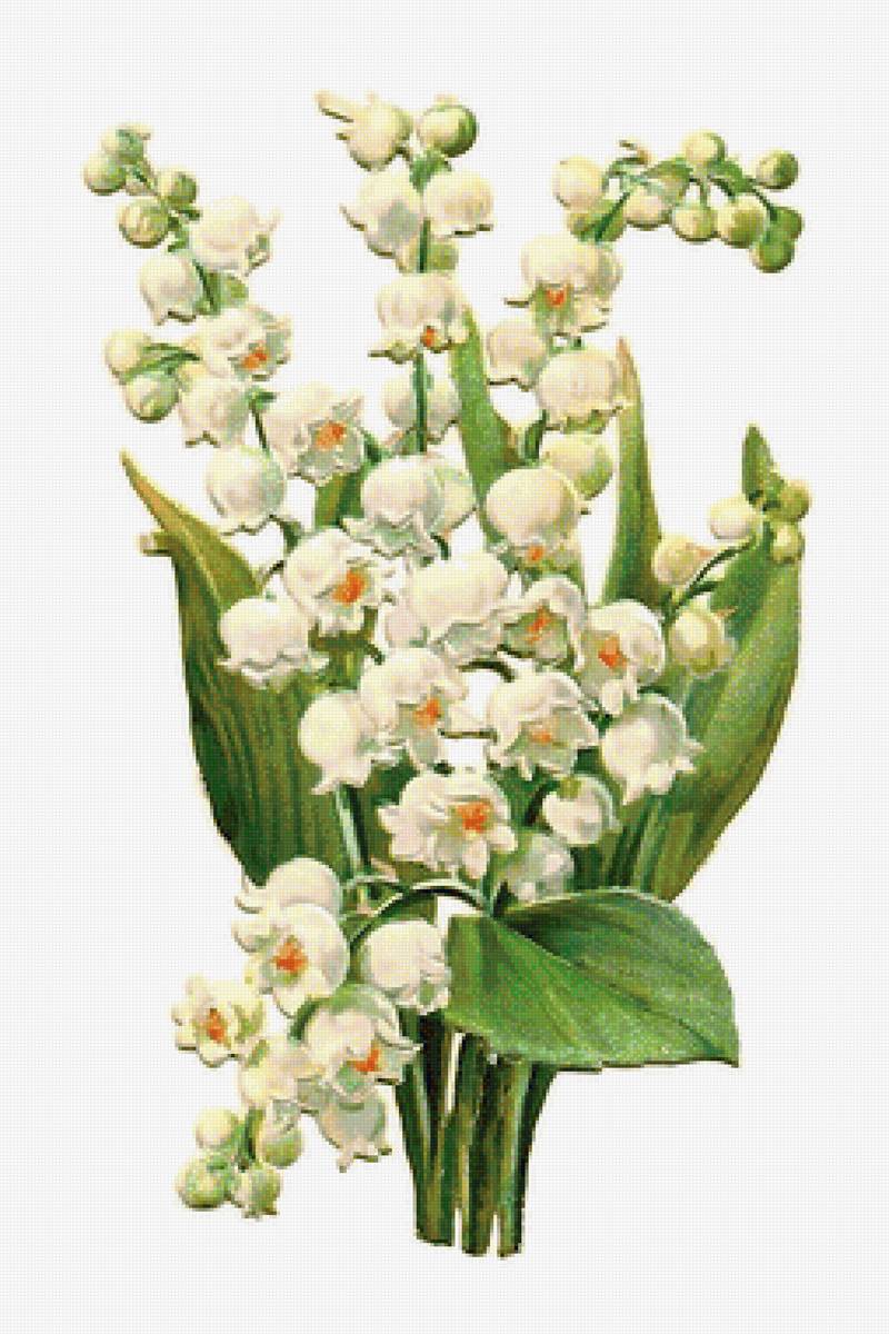 ландыши - предпросмотр