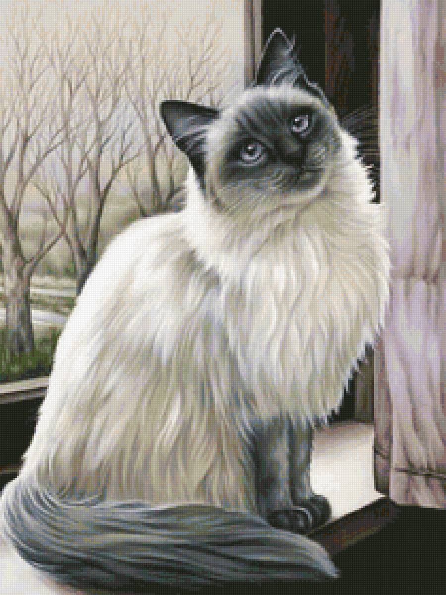 Кошечка на окне - кошка, окно - предпросмотр