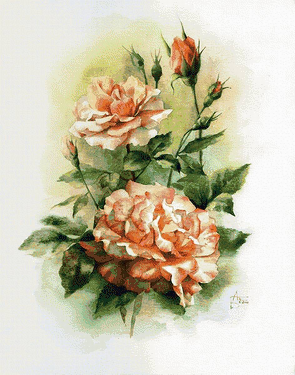 Розы винтаж - розы, цветы, винтаж - предпросмотр