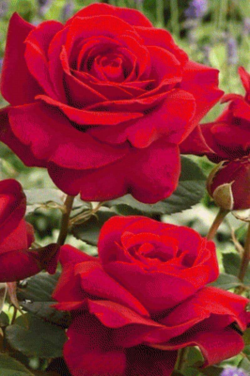 Красные розы - цветы, роза - предпросмотр