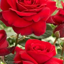 Схема вышивки «Красные розы»