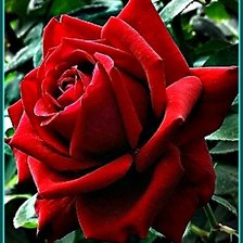 Схема вышивки «Красавица»